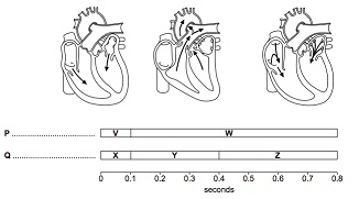 1857_types of heart chambers.jpg
