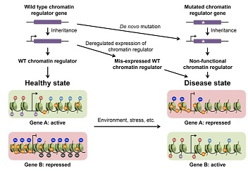402_Chromatinderegulationin-Disease.jpg
