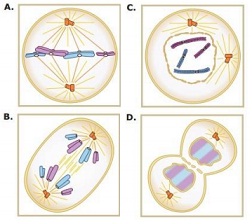 605_The Stage of Mitosis.jpg