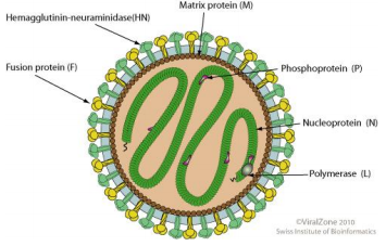 862_What the term H7N9 influenza virus means6.png