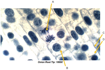 1142_Cell Structure.jpg