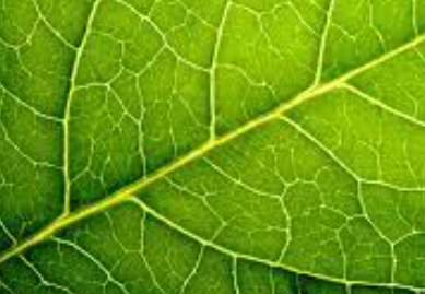 1294_Leaf veins.png