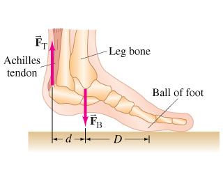 1412_The Achilles tendon is attached to the rear of the foot.jpg