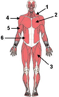 1486_figure1.jpg