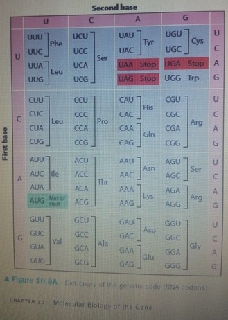 16_Codon Table.jpg