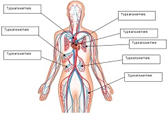 1746_Cardiovascular System.jpg