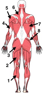 1845_figure3.jpg