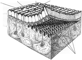 1868_figure4.jpg