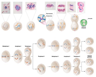1913_Images on Mitosis and Meiosis.jpg