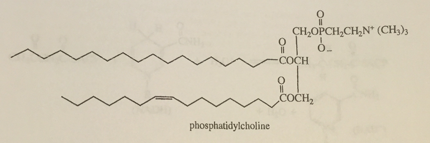 2072_phosphatidylcholine.png