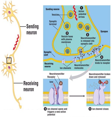 2098_Neurotransmitter.jpg