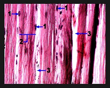 2212_muscle tissue image.jpg