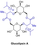 2469_Glucolipsin1.jpg