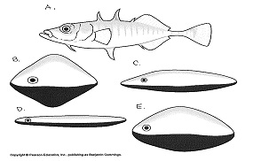 303_Artificial Models of Fish.jpg