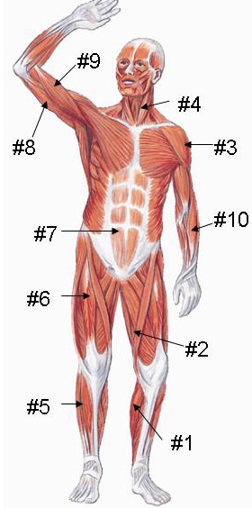 337_figure2.jpg