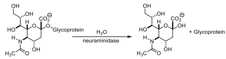 346_figure5.jpg