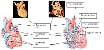 435_Healthy Cardiovascular System.jpg