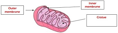 483_Mitochondria.jpg