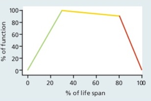613_Graph Shows The Life Stages of Humans.jpg